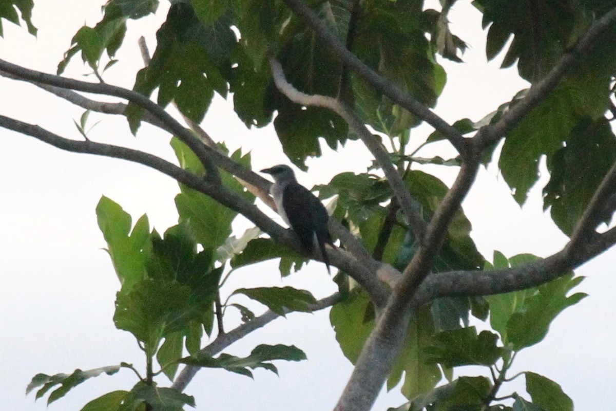 Manus Cuckooshrike - ML128939501