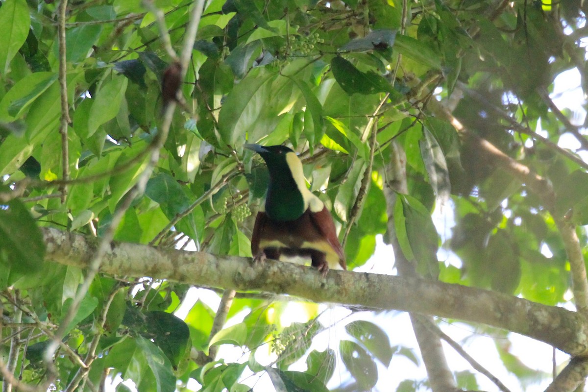 シロカザリフウチョウ - ML128939591