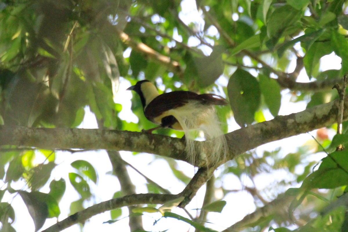 シロカザリフウチョウ - ML128939601