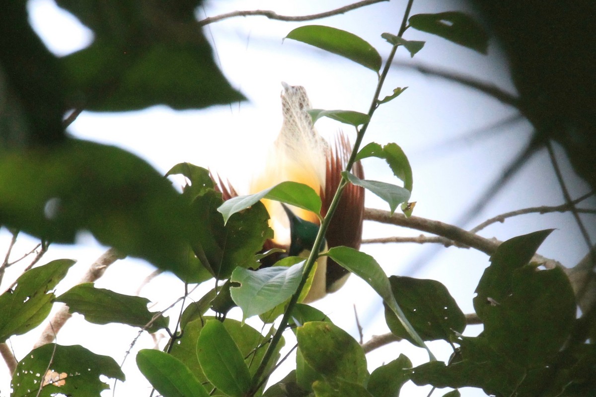 Emperor Bird-of-Paradise - ML128939611