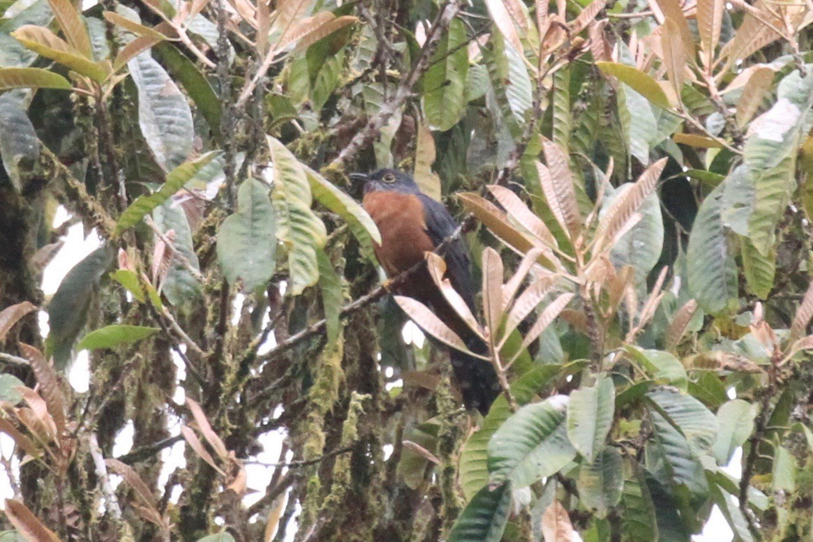 Chestnut-breasted Cuckoo - ML128939621