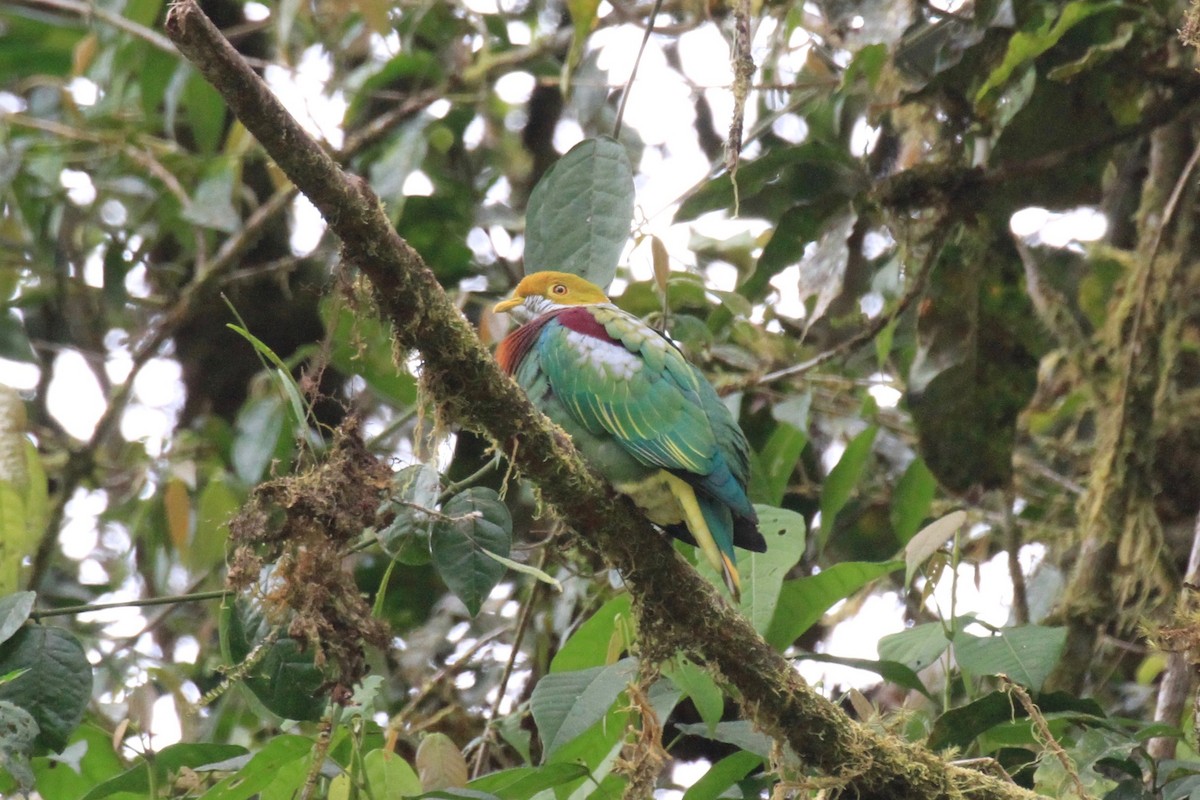 Tilopo Adornado Occidental - ML128939631