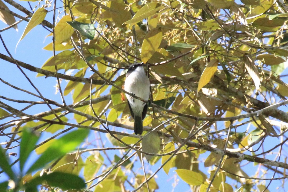 Brown-backed Whistler - ML128939671