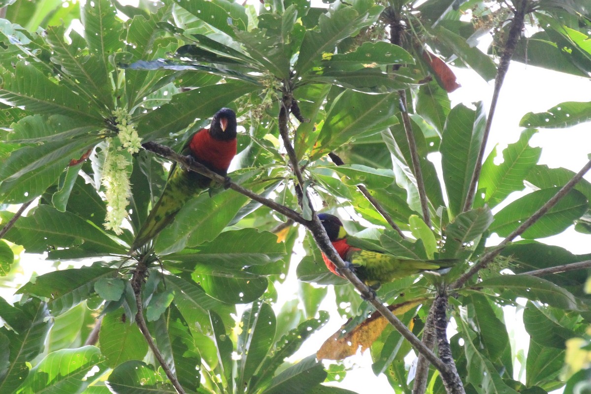 新幾內亞彩虹吸蜜鸚鵡 - ML128939951