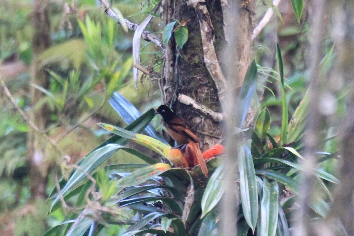 Wahnes's Parotia - ML128940091