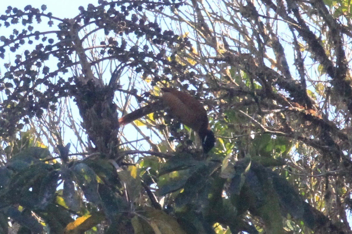 Wahnes's Parotia - ML128940111