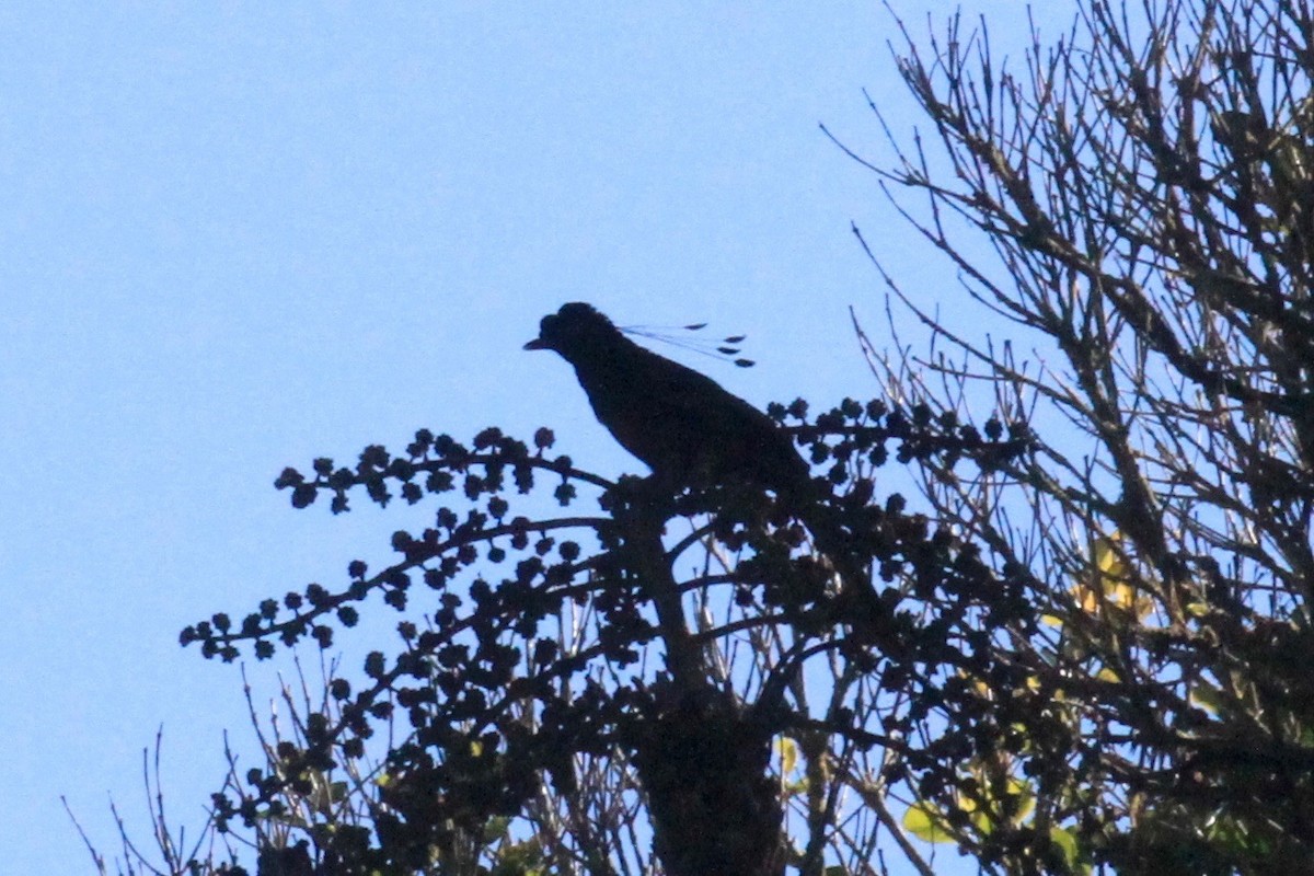 Wahnes's Parotia - ML128940121