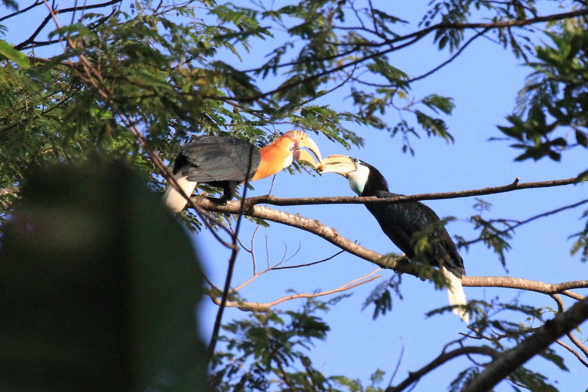 Blyth's Hornbill - Charles Davies