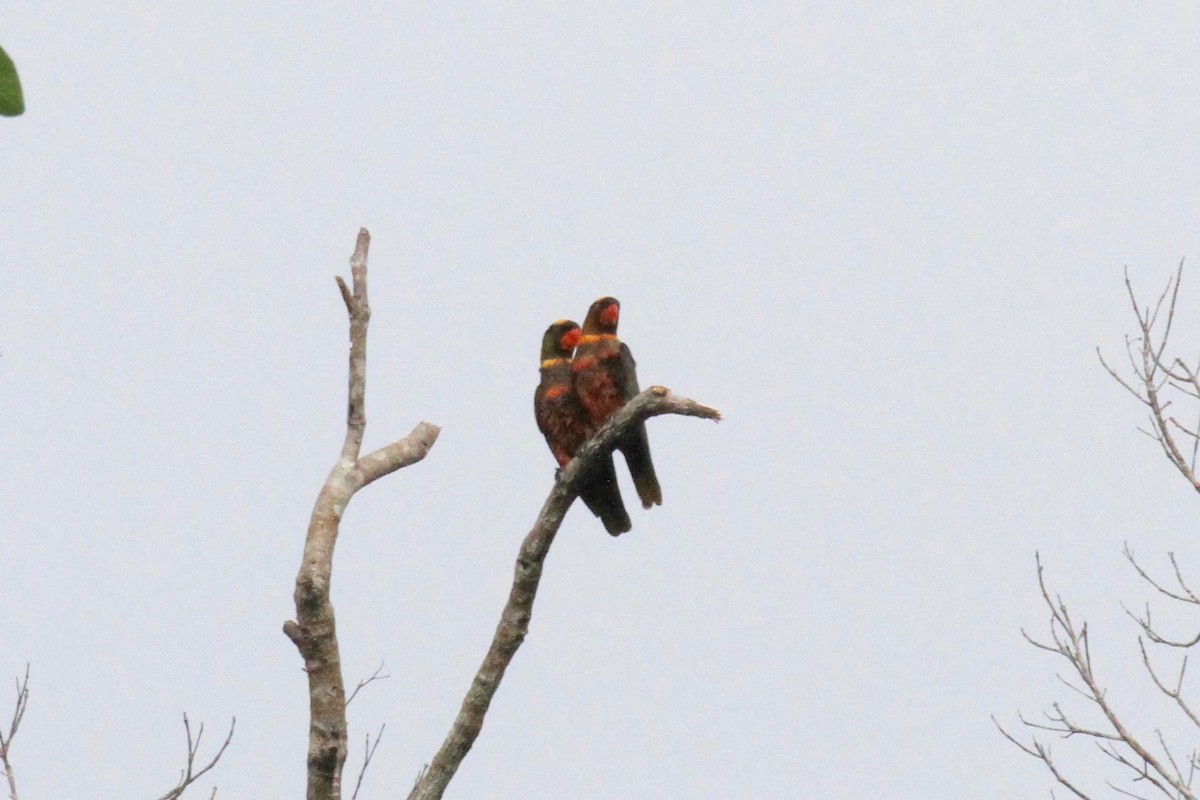 Dusky Lory - ML128940291