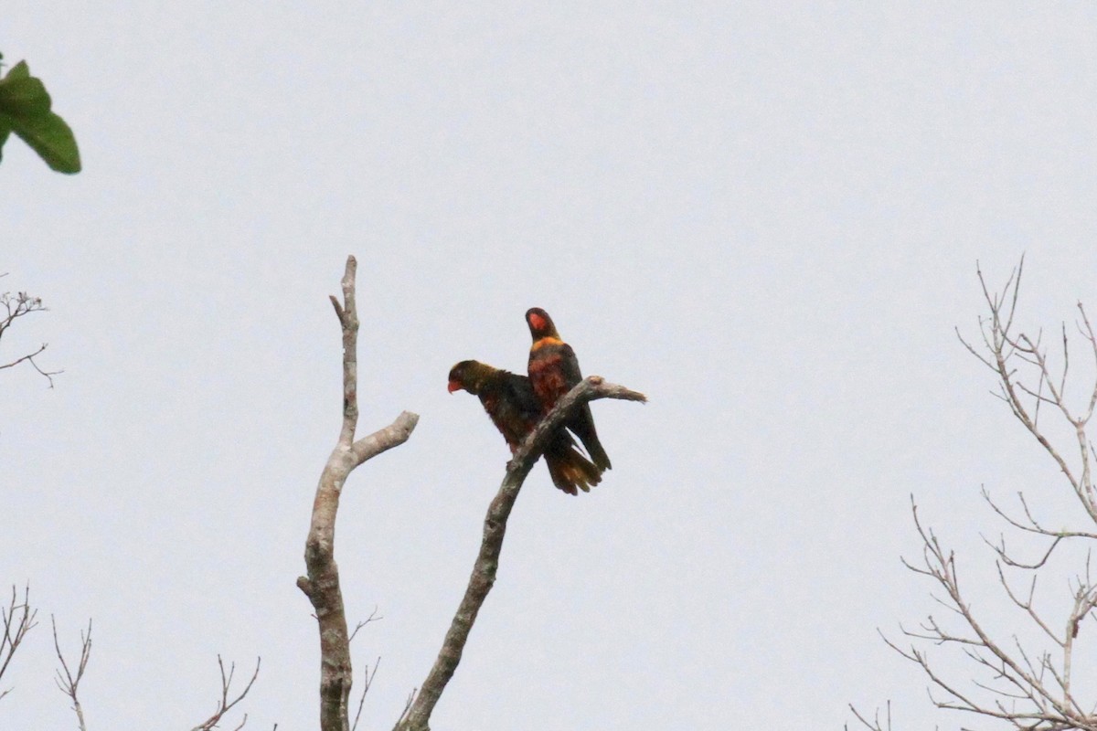 Dusky Lory - ML128940301