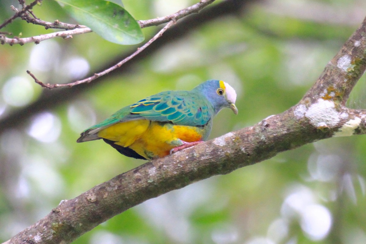 Coroneted Fruit-Dove - Charles Davies