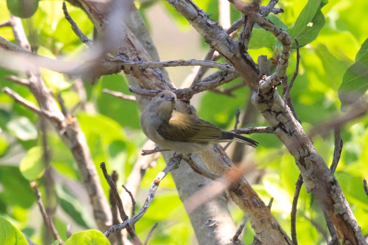 Lesser Honeyguide (Lesser) - ML128940651