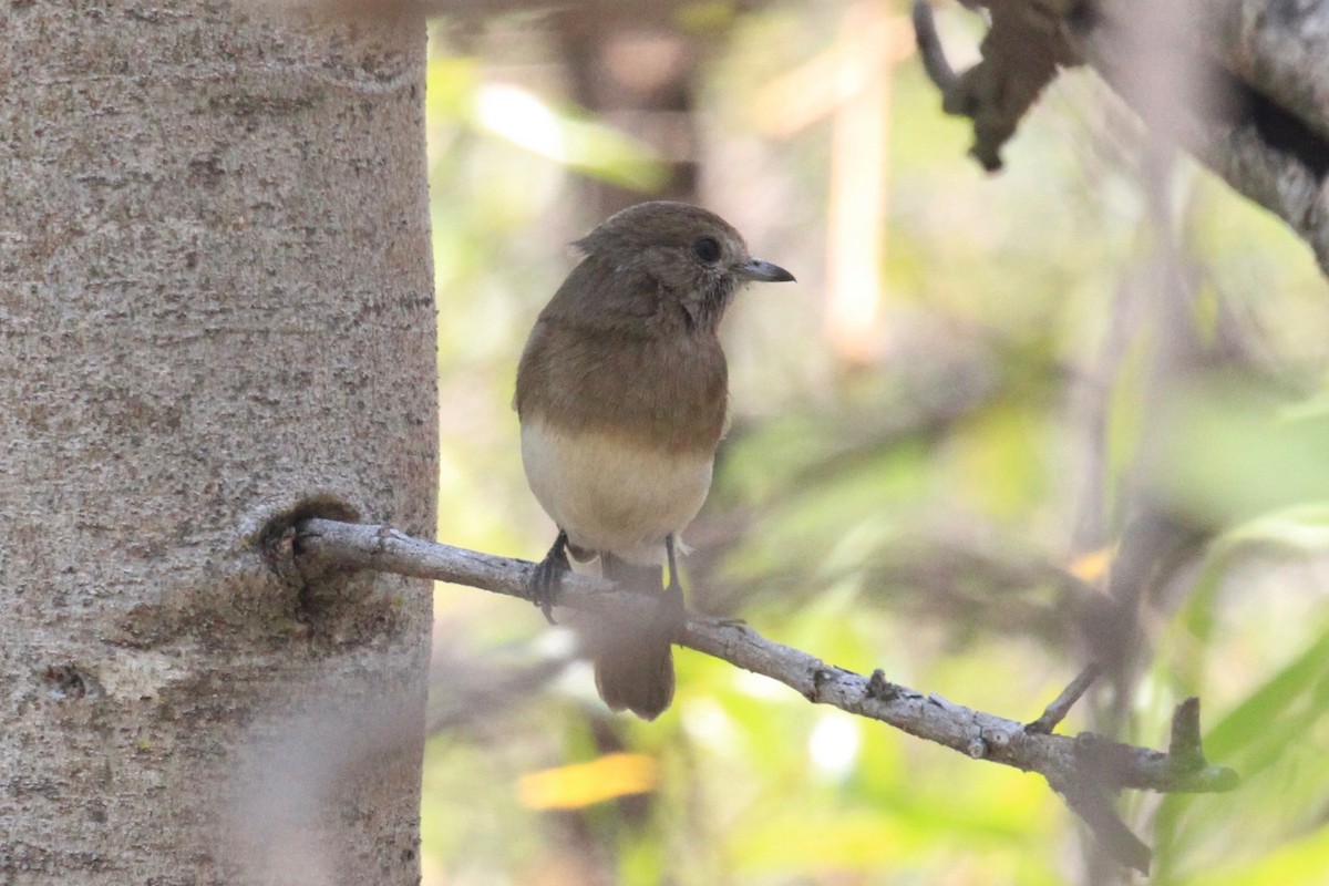 Angola Slaty-Flycatcher - Charles Davies