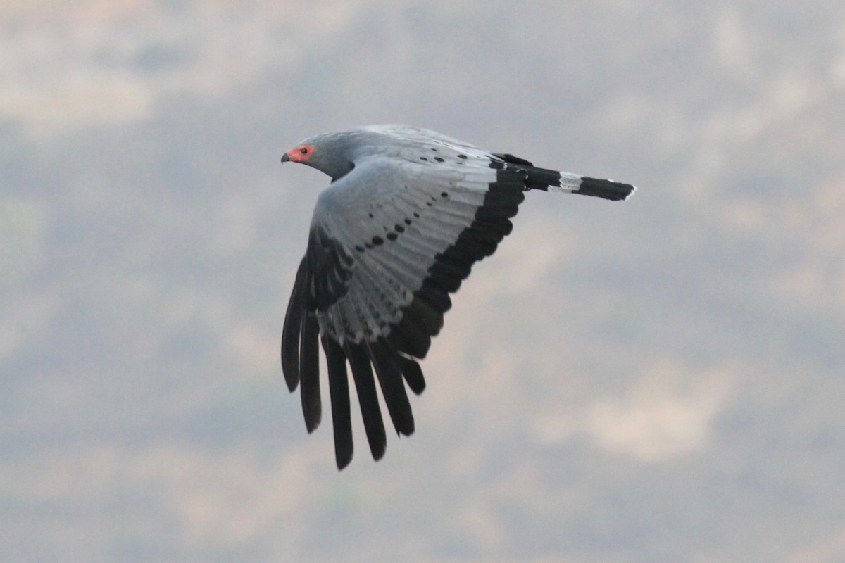 African Harrier-Hawk - Charles Davies