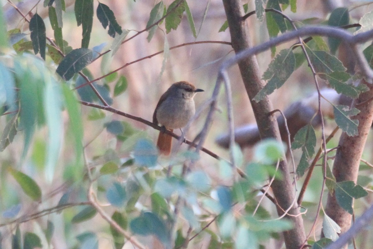 Rufous-tailed Palm-Thrush - ML128940731