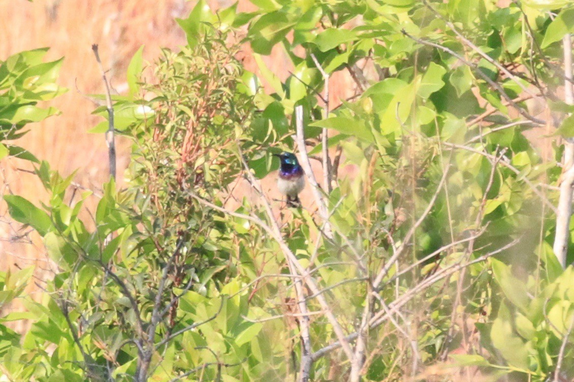 Oustalet's Sunbird - ML128941051