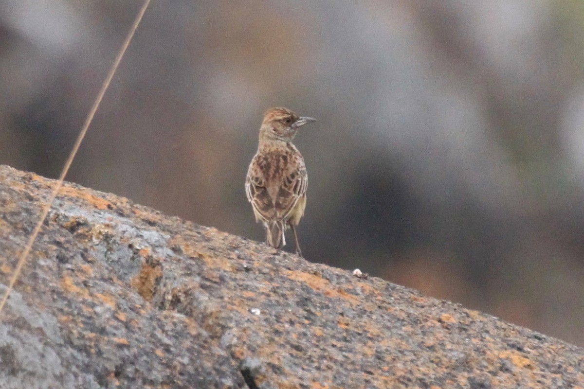 Angola Lark - ML128941141