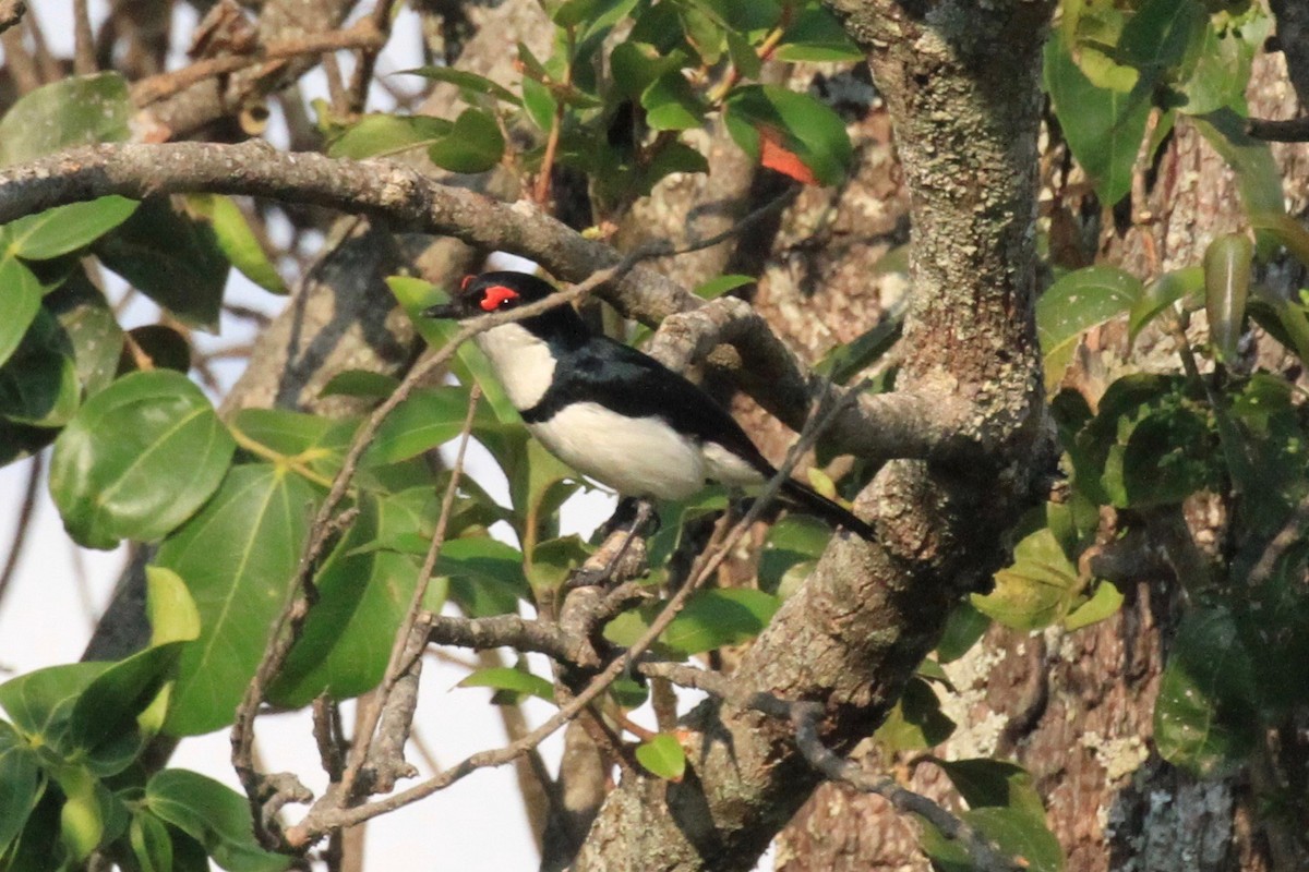 Black-throated Wattle-eye - ML128941171