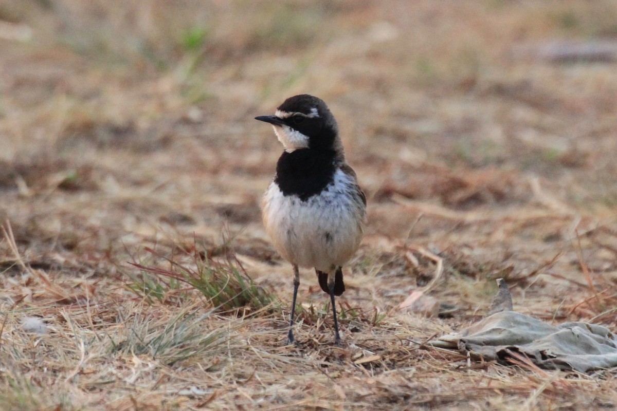 Capped Wheatear - ML128941181