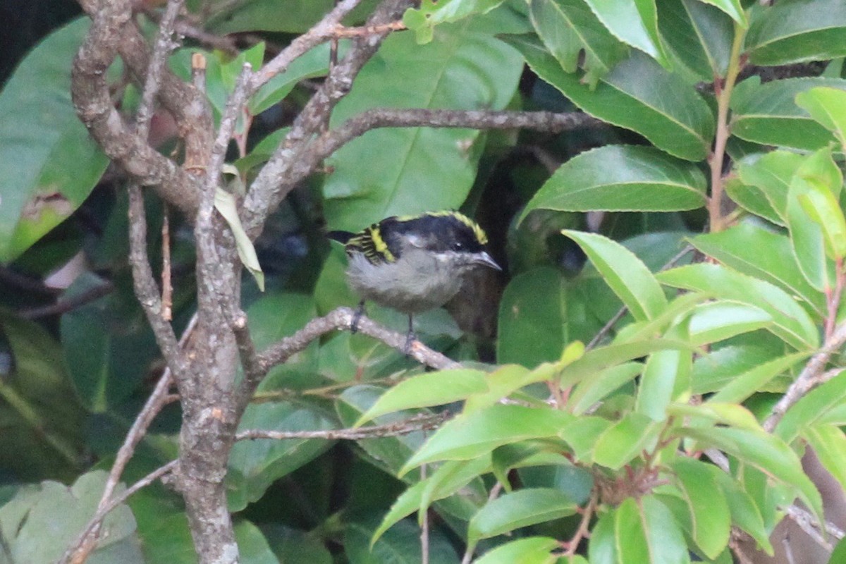 Gelbrücken-Bartvogel - ML128941211