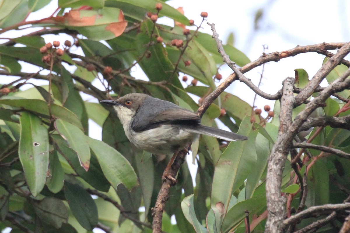 Gray Apalis - ML128941251