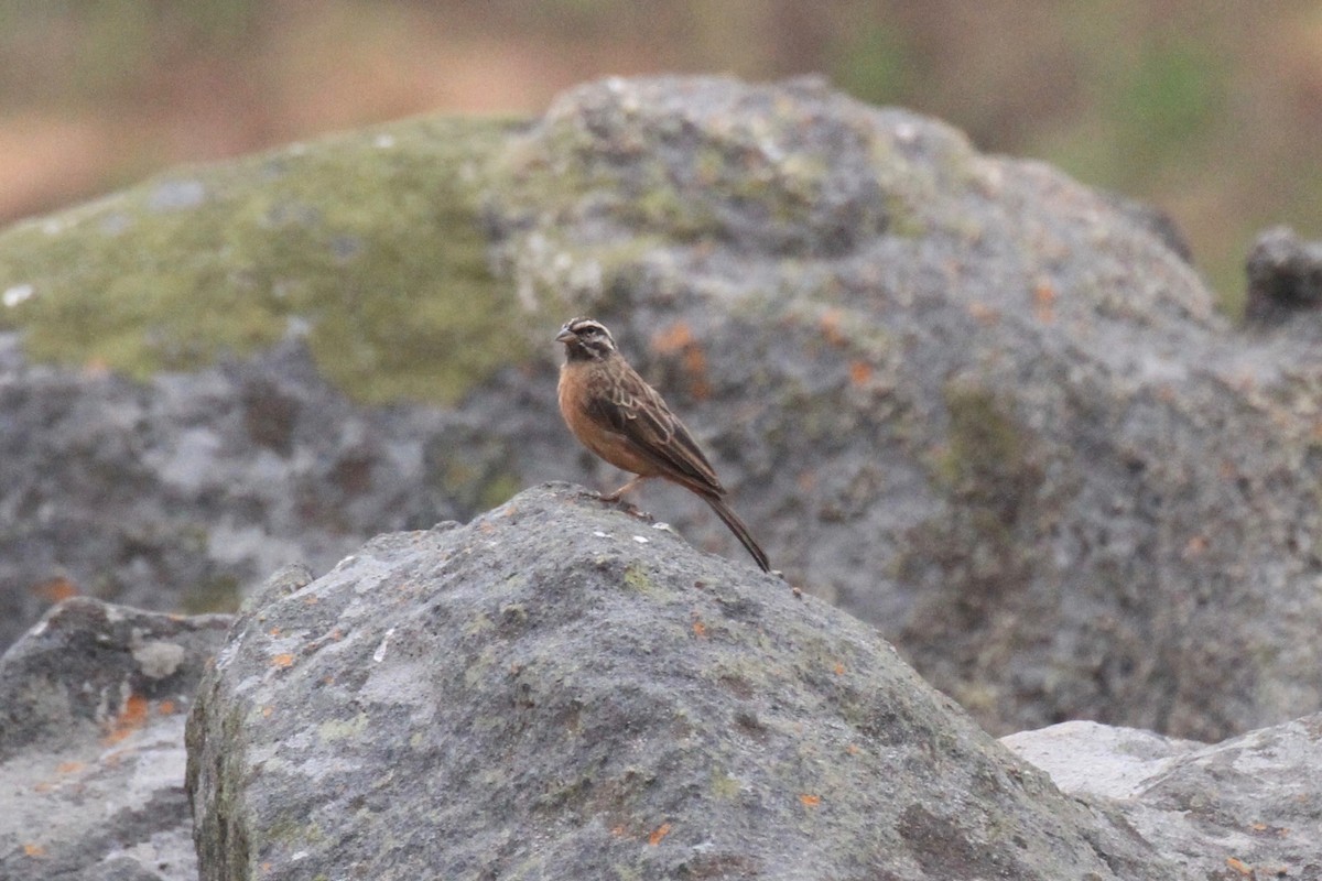 Cinnamon-breasted Bunting - ML128941281