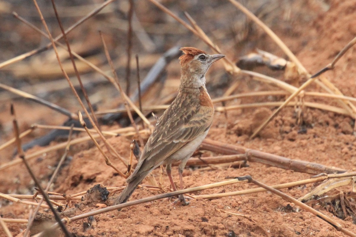 Red-capped Lark - ML128941291