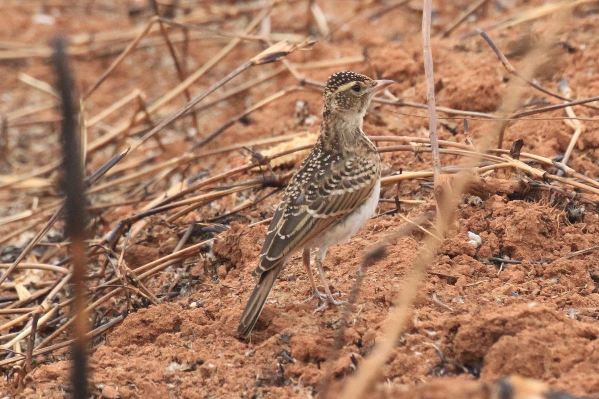 Red-capped Lark - ML128941301