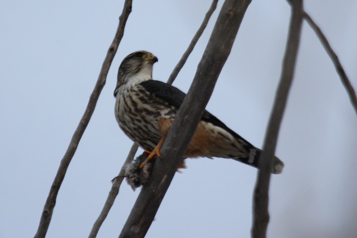 dřemlík tundrový (ssp. columbarius) - ML128941381