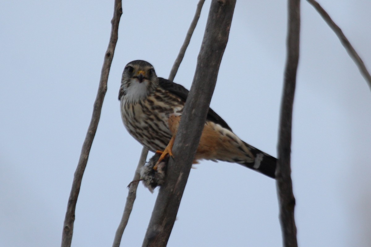 Підсоколик малий (підвид columbarius) - ML128941391