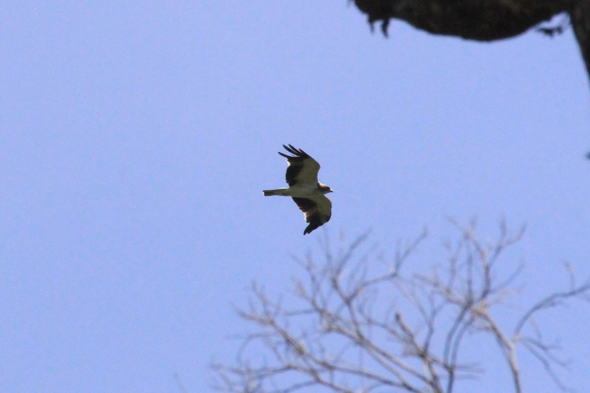 Новогвинейский орёл-карлик - ML128942241