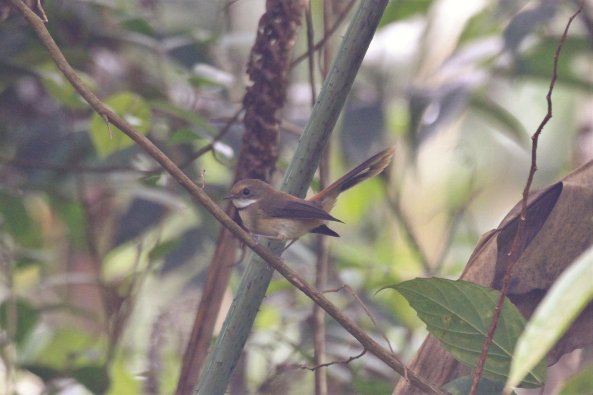 Tawny-backed Fantail - ML128942401