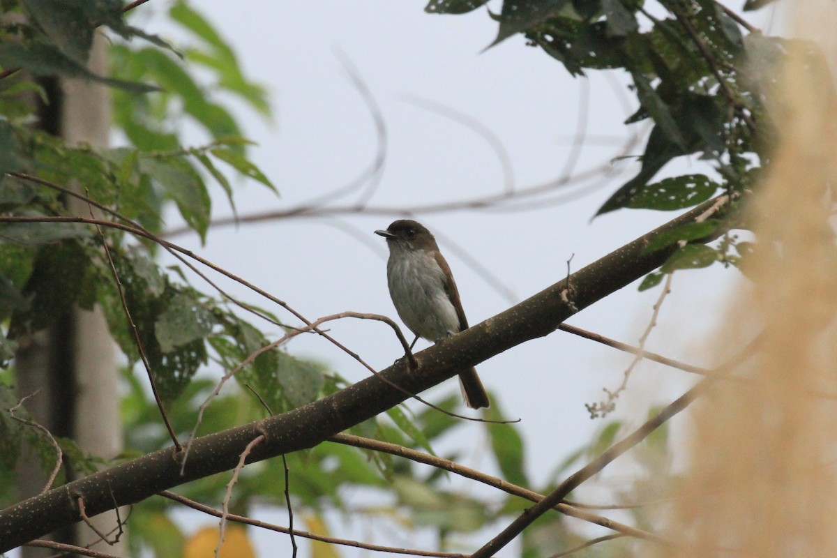 Buru Jungle Flycatcher - Charles Davies