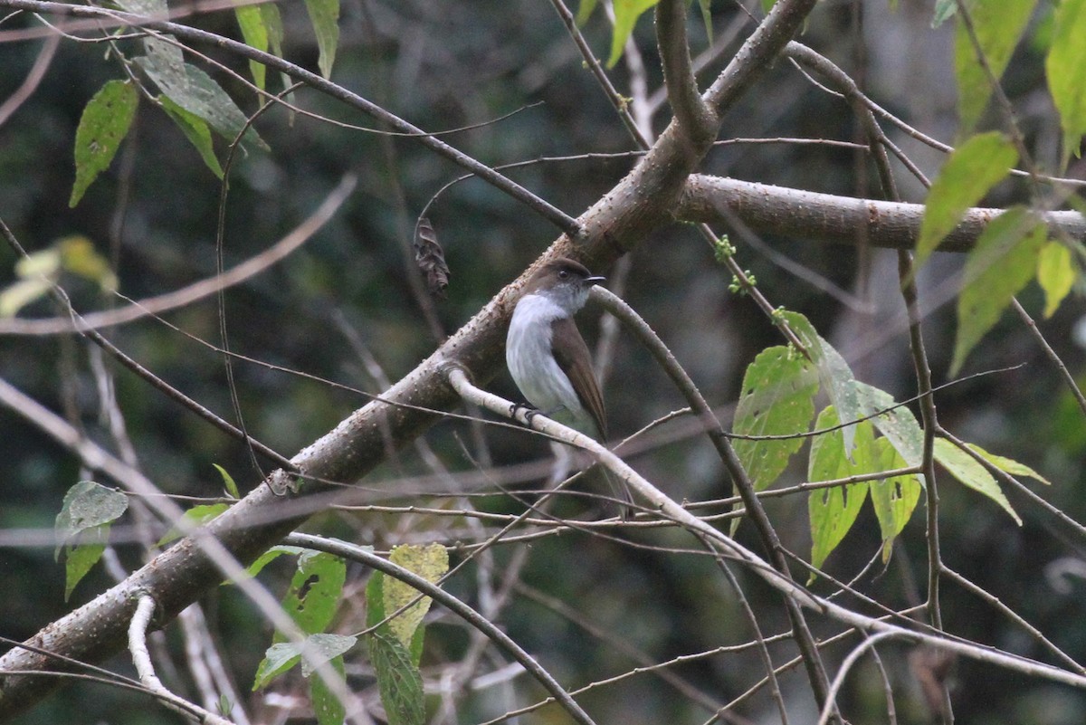 Buru Jungle Flycatcher - ML128942511