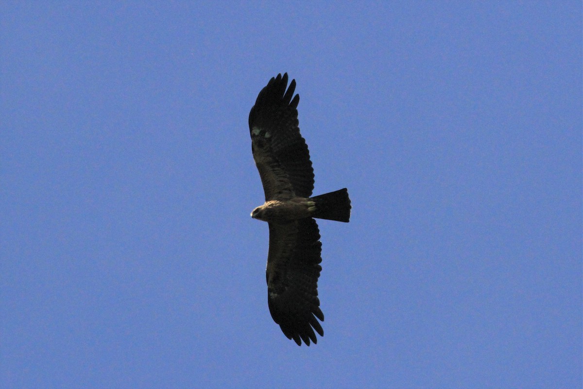 Águila Milana - ML128942531