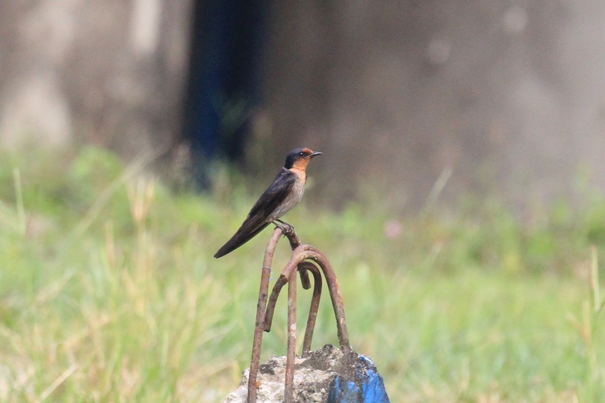 Pacific Swallow - ML128942691