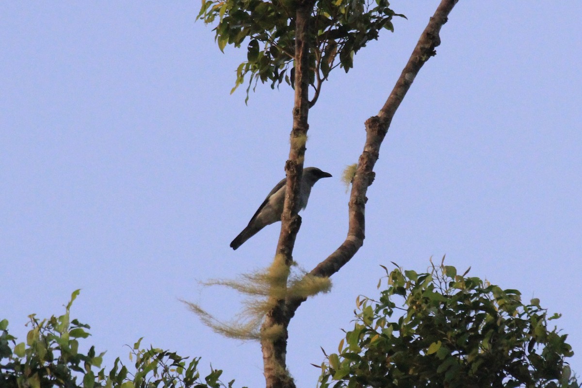 Buru Cuckooshrike - ML128942781