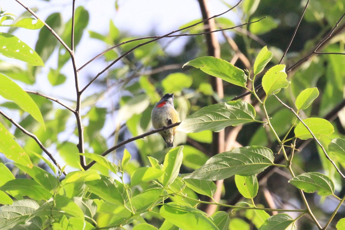 Buru Flowerpecker - ML128942801