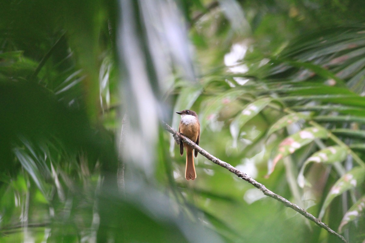 Cinnamon-tailed Fantail - ML128943051