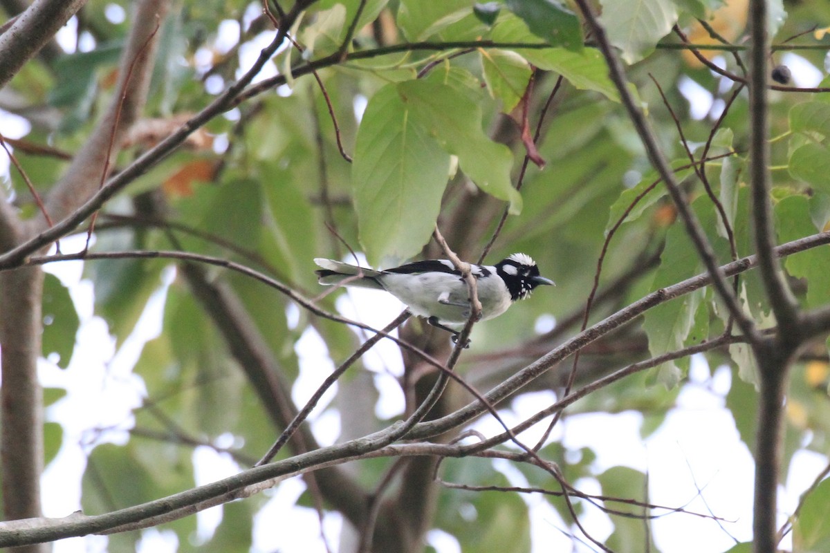 Tanimbar Monarch - ML128943071