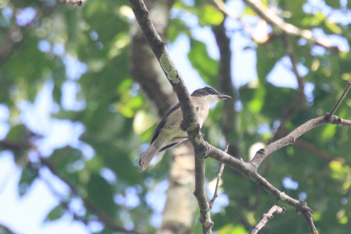 Silbador Moluqueño - ML128943481