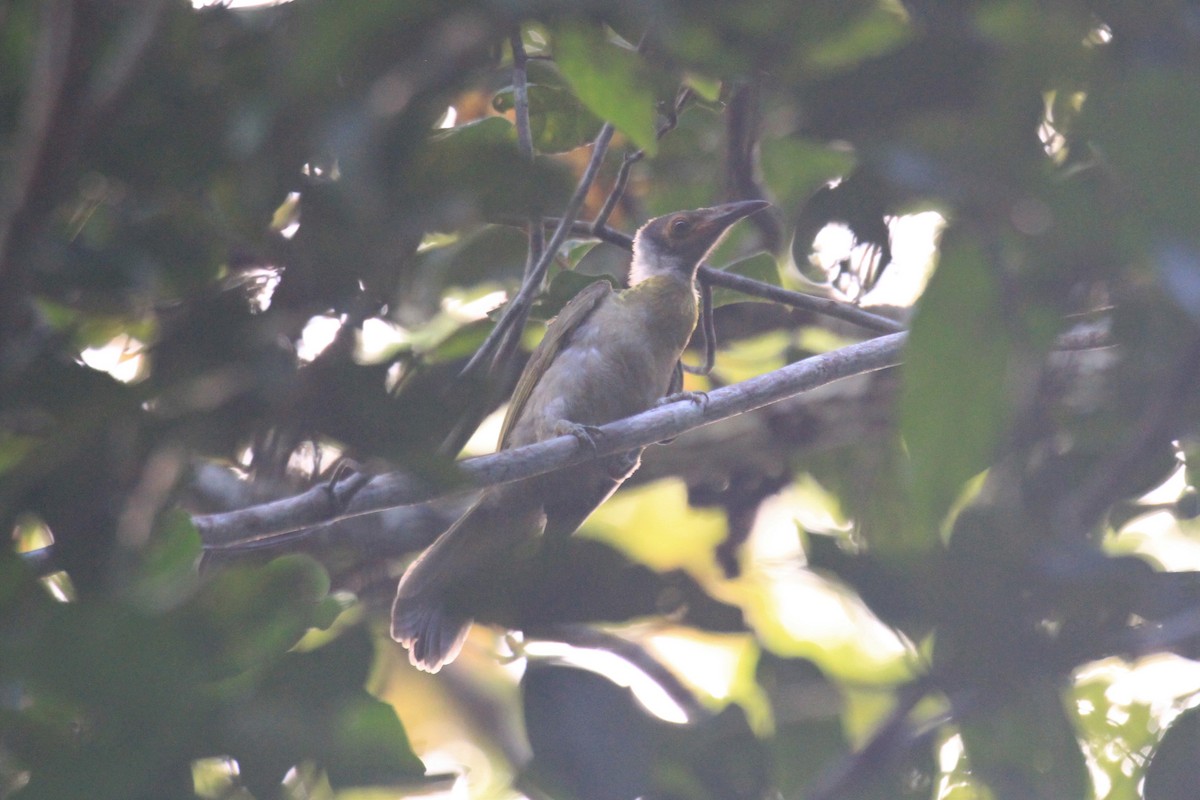 Seram Friarbird - Charles Davies