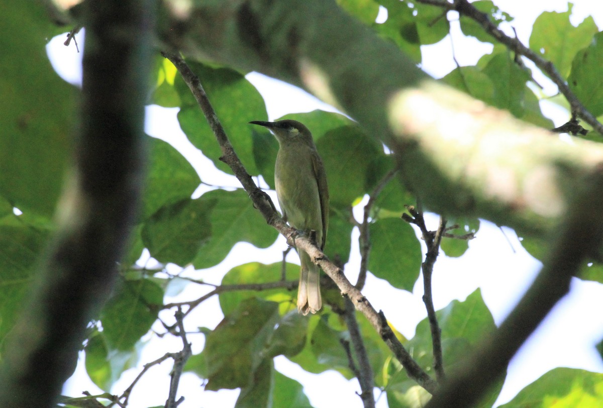 Olive Honeyeater - ML128943781