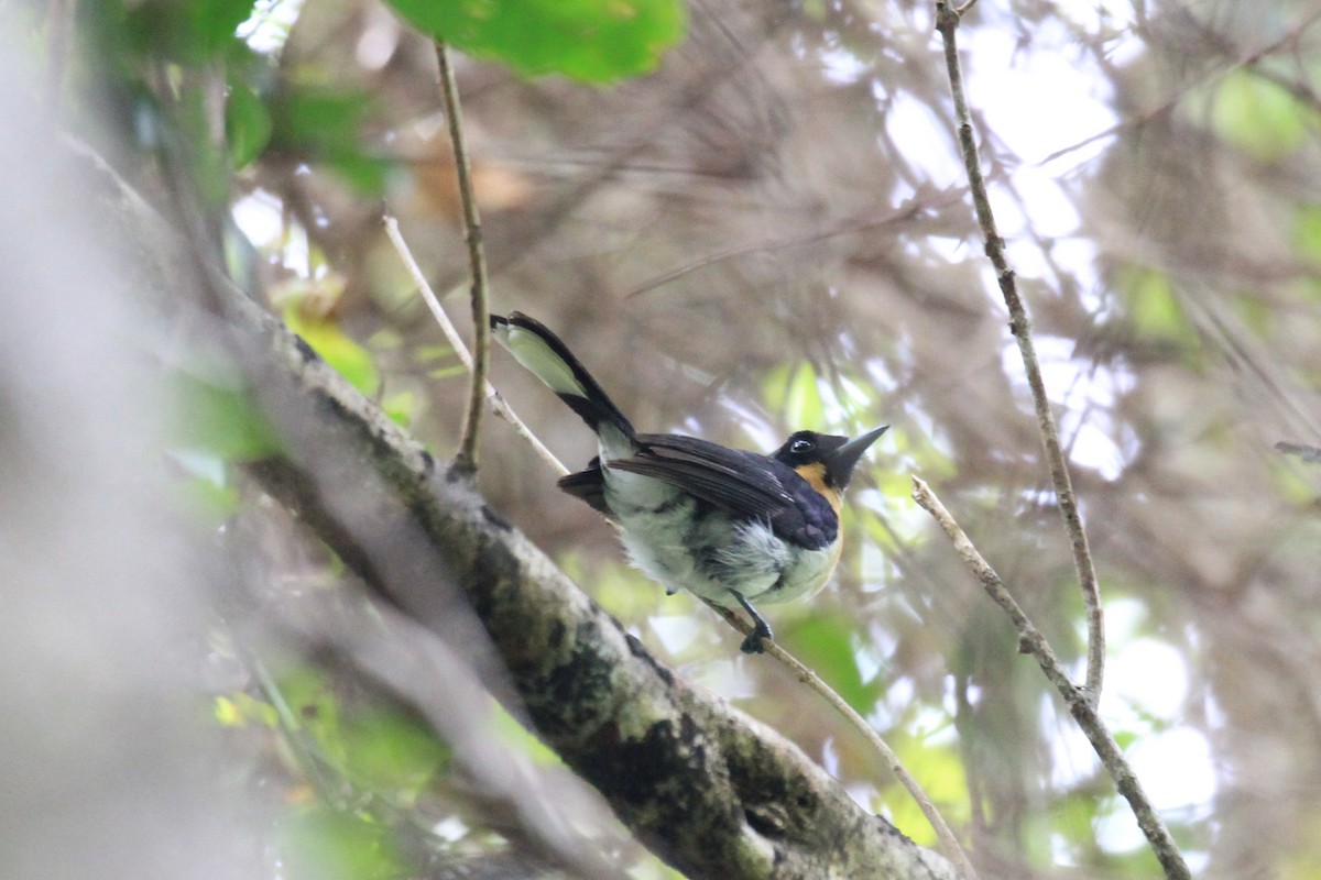 Black-chinned Monarch - ML128943941