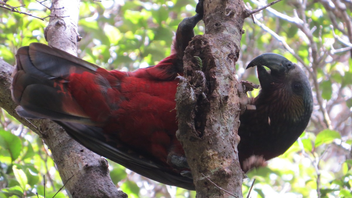 New Zealand Kaka - Bob Rigter