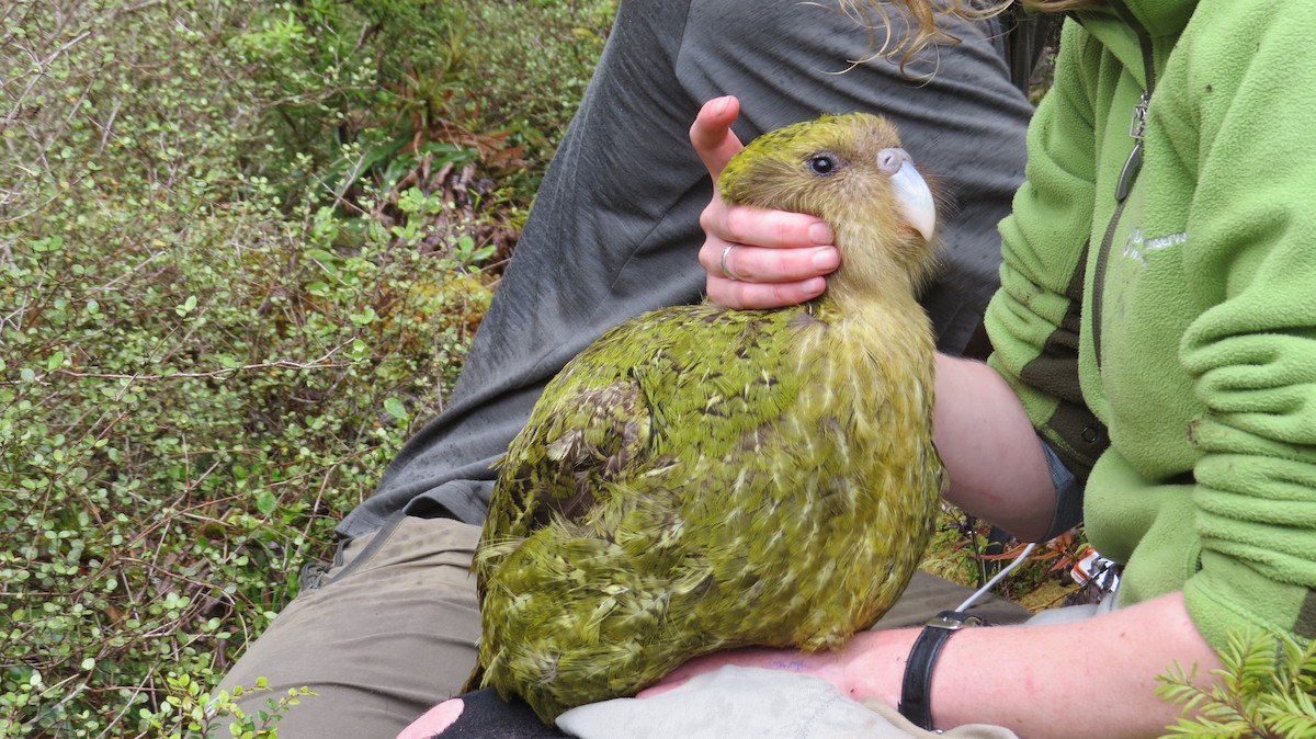 Strigops kakapo - ML128944811