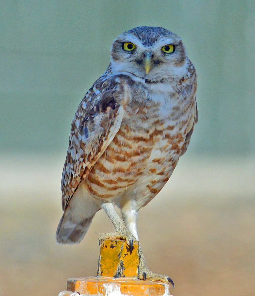 Burrowing Owl - ML128945351