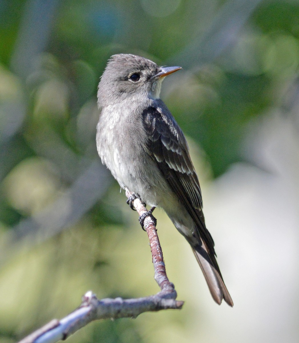 Western Wood-Pewee - ML128945391