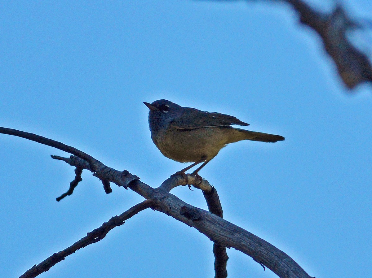 MacGillivray's Warbler - ML128945421