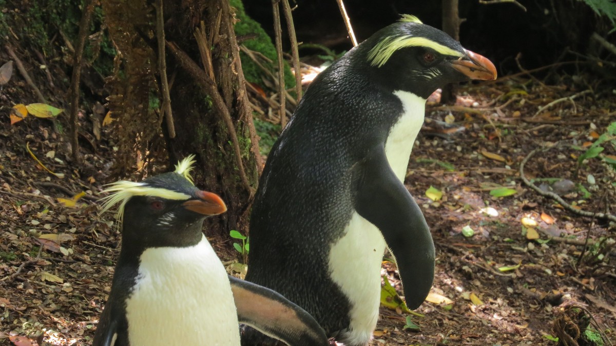Fiordland Penguin - Bob Rigter